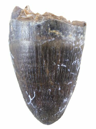 Nice, Deinosuchus Tooth - Aguja Formation, Texas #50663